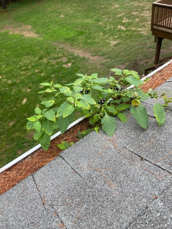 Gutter cleaning queensbury